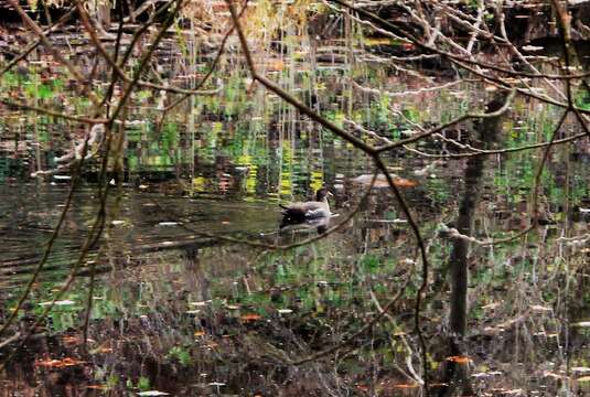 Image of Eurasian Common Moorhen