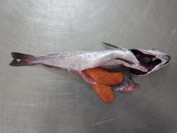 Image of Chilean hake