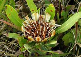 Image of Protea simplex E. Phillips