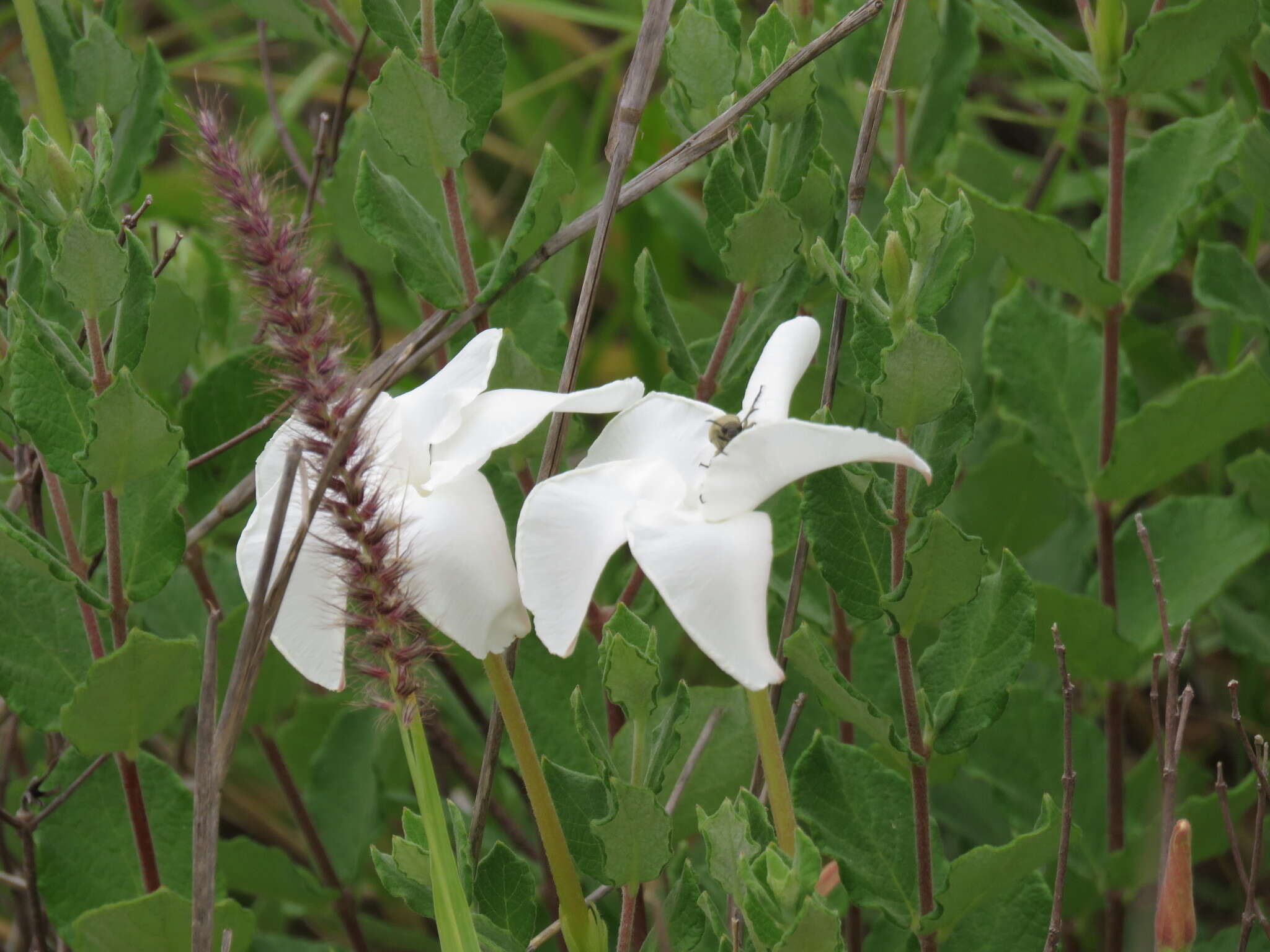 Image of plateau rocktrumpet