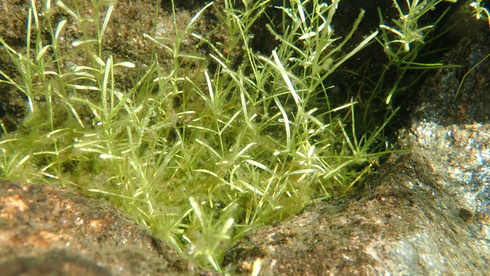 Image of narrowleaf water-starwort