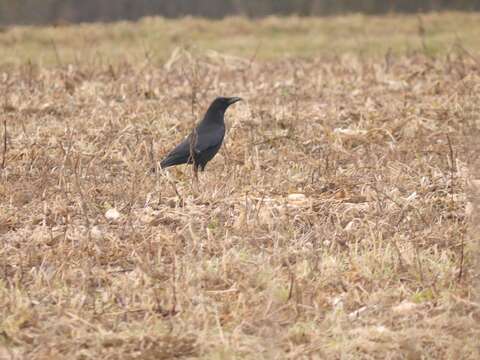 Image of Corvus corone corone Linnaeus 1758