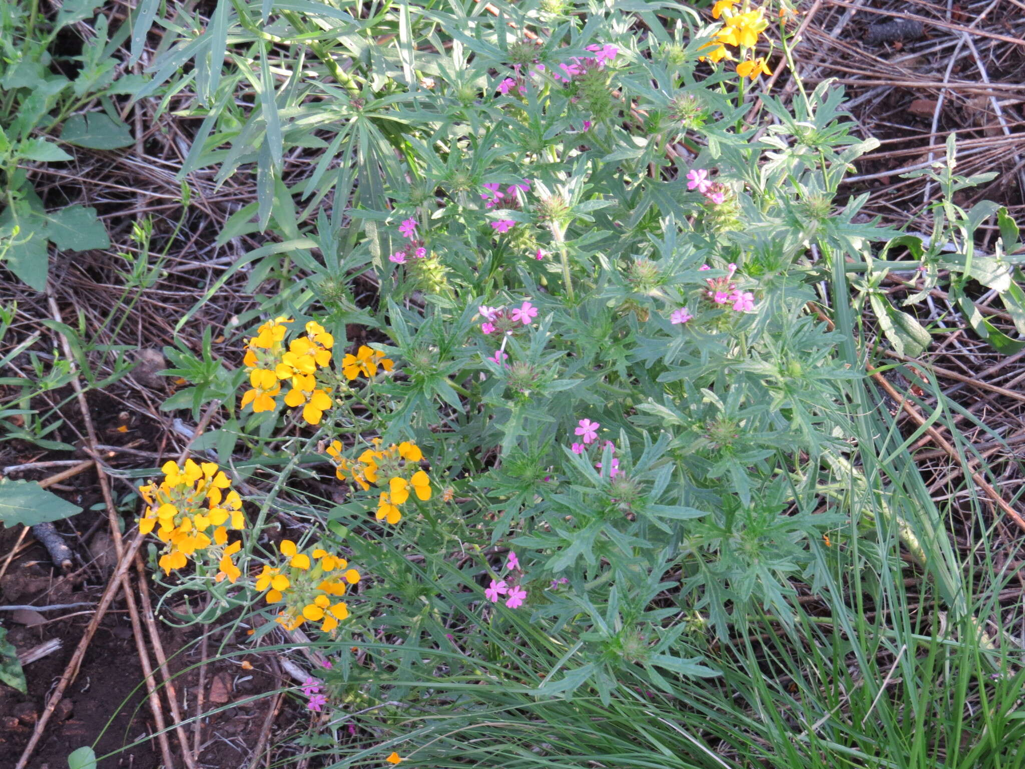 Image of Chiricahua Mountain mock vervain