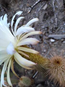 Echinopsis strigosa (Salm-Dyck) H. Friedrich & G. D. Rowley resmi