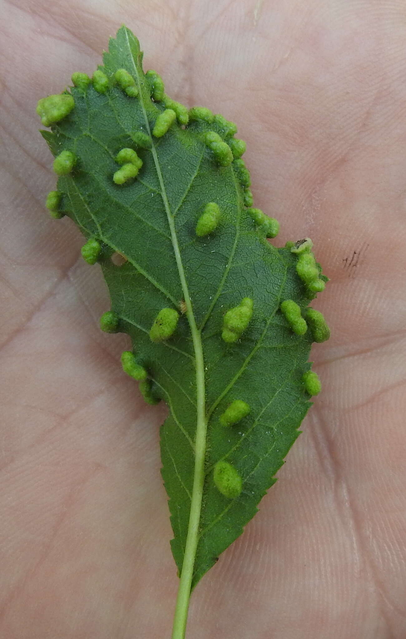 Imagem de <i>Eriophyes similis</i> (Nalepa 1890)