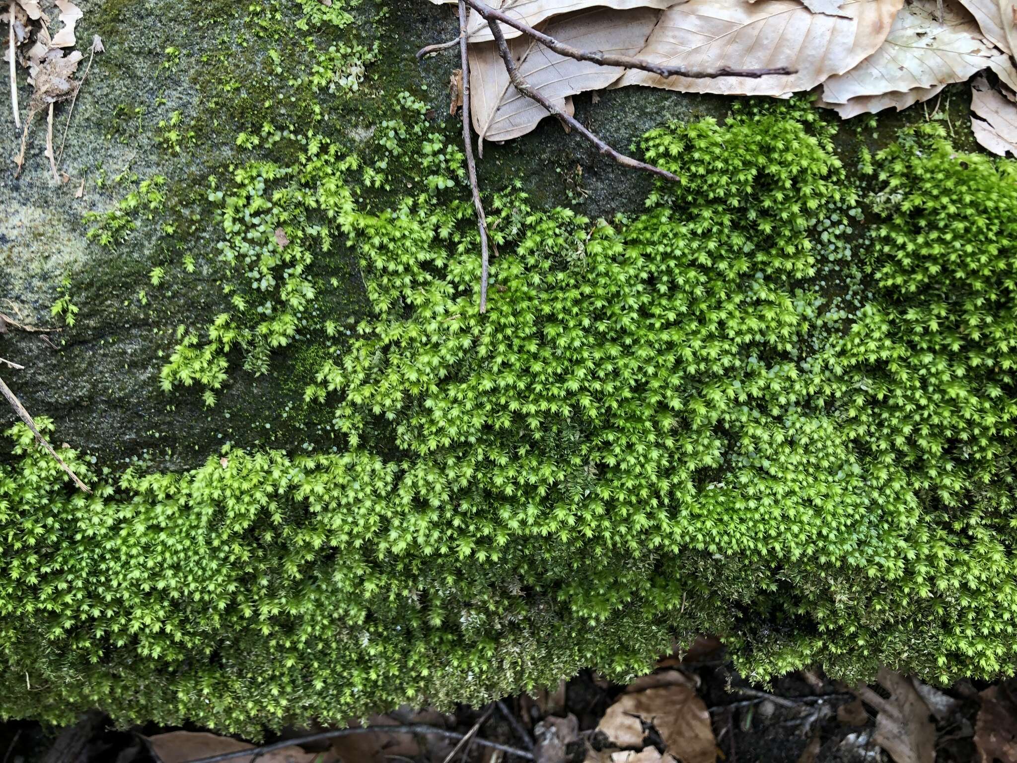 Image of plagiothecium moss