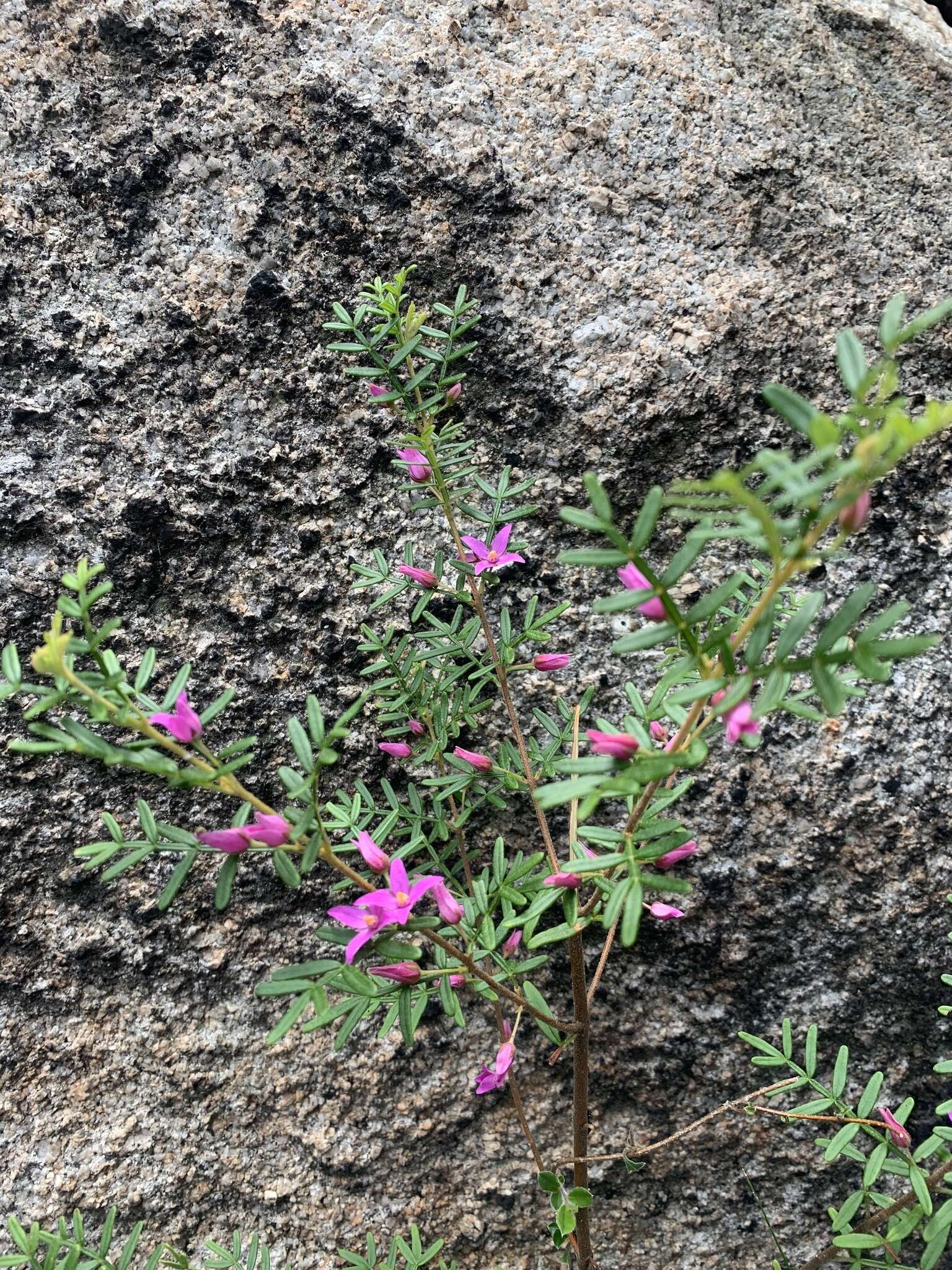 Image of Lovely Boronia