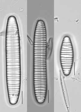 Imagem de Diatoma vulgaris