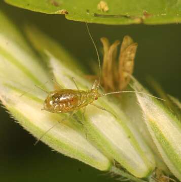 Image of Aphid