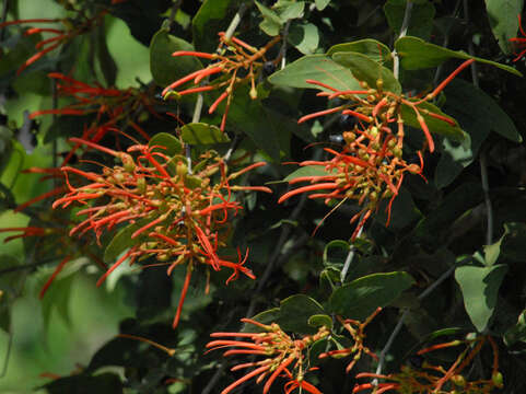 Image of Psittacanthus cordatus (Hoffmgg.) Bl.