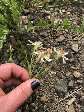 Image of Olympic Mountain aster