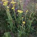 Image of Senecio pinnatifolius var. alpinus (Ali) I. Thomps.