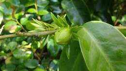 Image of Barbados shrub