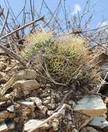 صورة Mammillaria decipiens subsp. camptotricha (Dams) D. R. Hunt