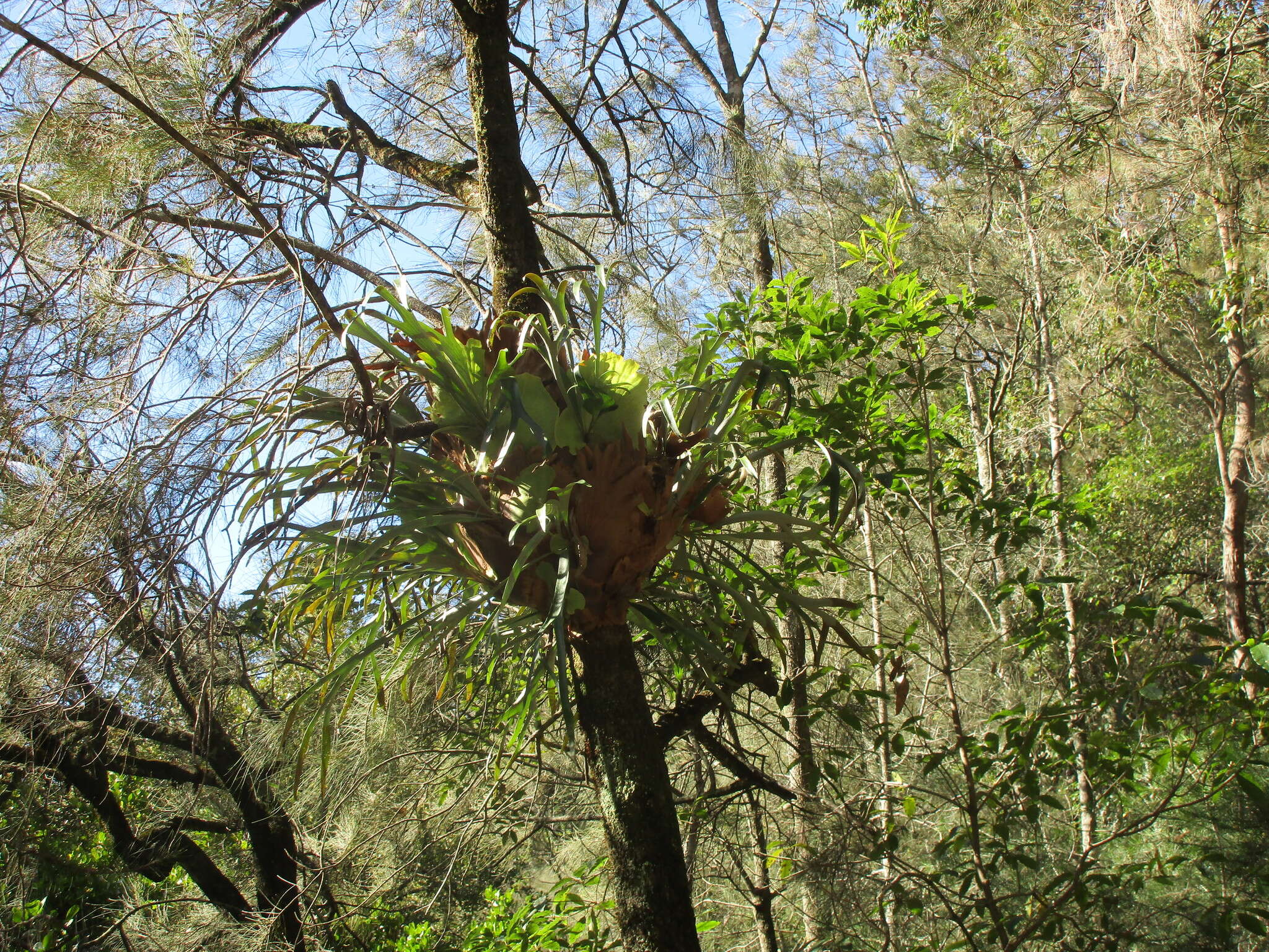 Слика од Platycerium bifurcatum (Cav.) C. Chr.