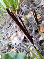 Image of Actinostachys melanesica (Selling) Reed