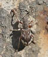 Polydrusus (Polydrusus) tereticollis (De Geer 1775) resmi