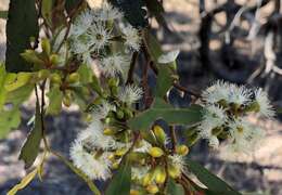 Image of Eucalyptus odorata Behr