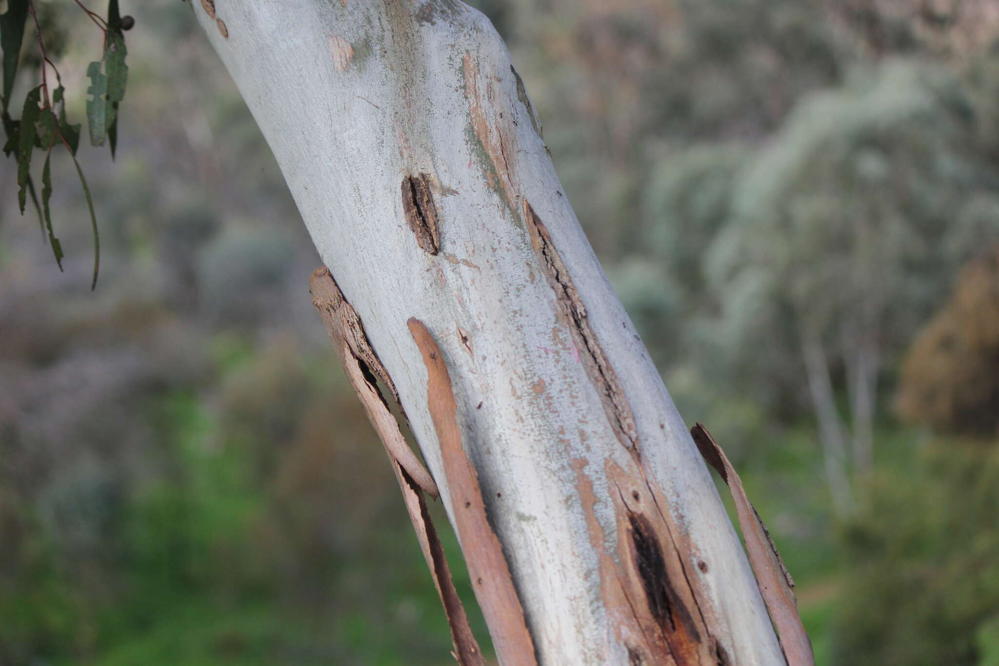 Image de Eucalyptus leucoxylon subsp. leucoxylon