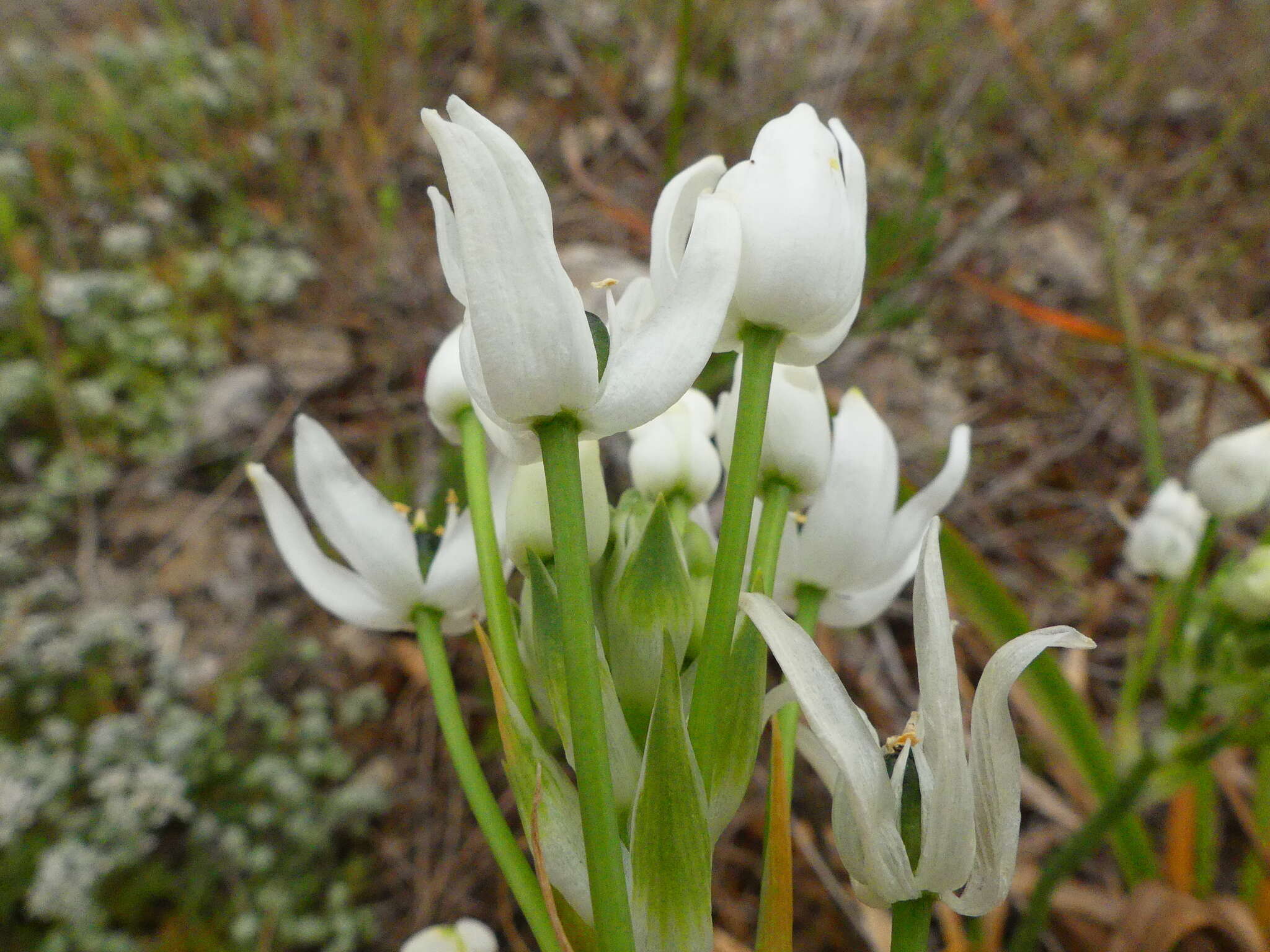 Imagem de Ornithogalum arabicum L.