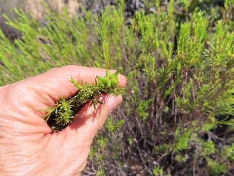 Image of Diosma acmaeophylla Eckl. & Zeyh.