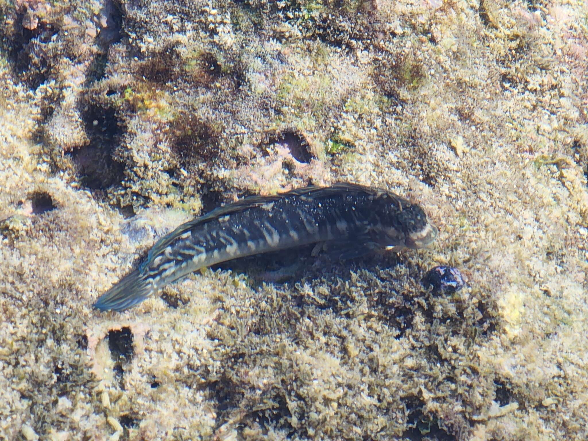 Image of Zebra Blenny