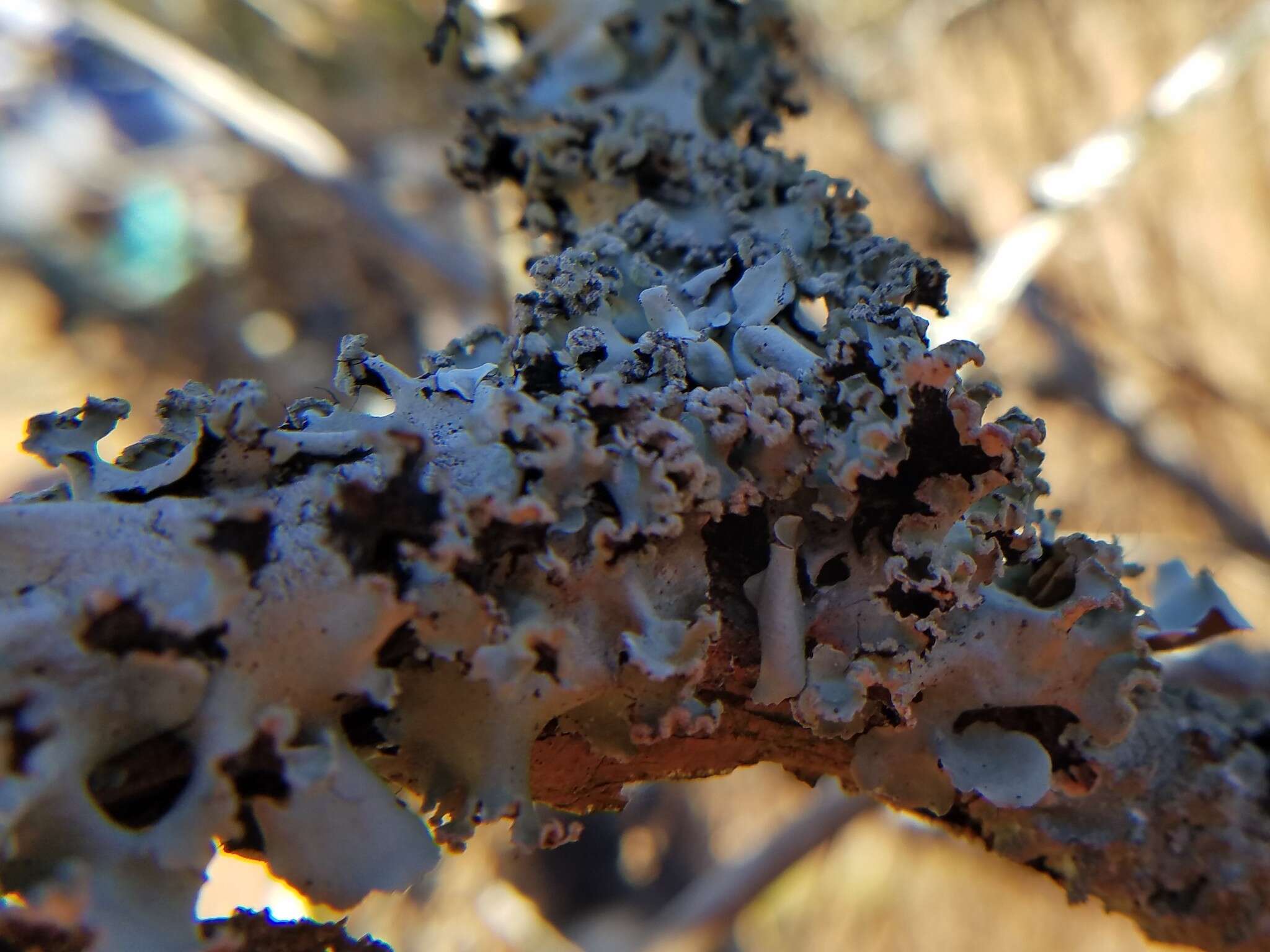 Image of Long-whiskered ruffle lichen