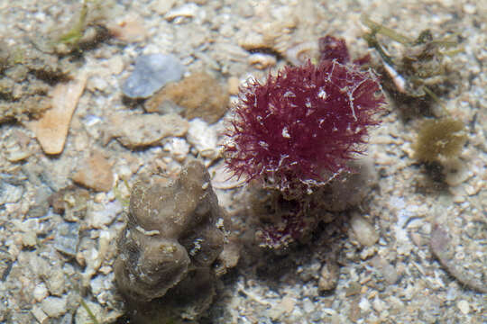 Image de Oceanapia sagittaria (Sollas 1902)