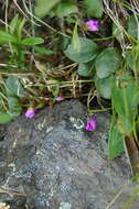 Image of Ogilvie Mountain springbeauty