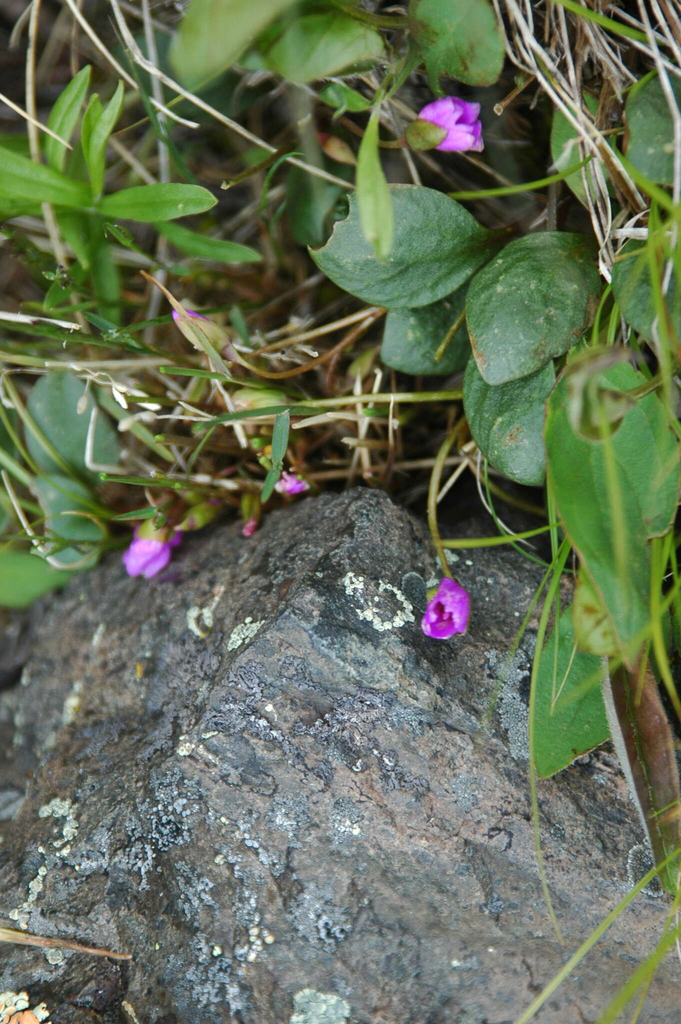 Image of Ogilvie Mountain springbeauty