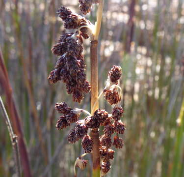 صورة Cannomois parviflora (Thunb.) Pillans