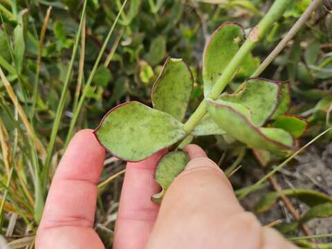 Image of Cotyledon adscendens R. A. Dyer