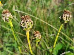 Plancia ëd Dolichorrhiza caucasica (M. Bieb.) Galushko