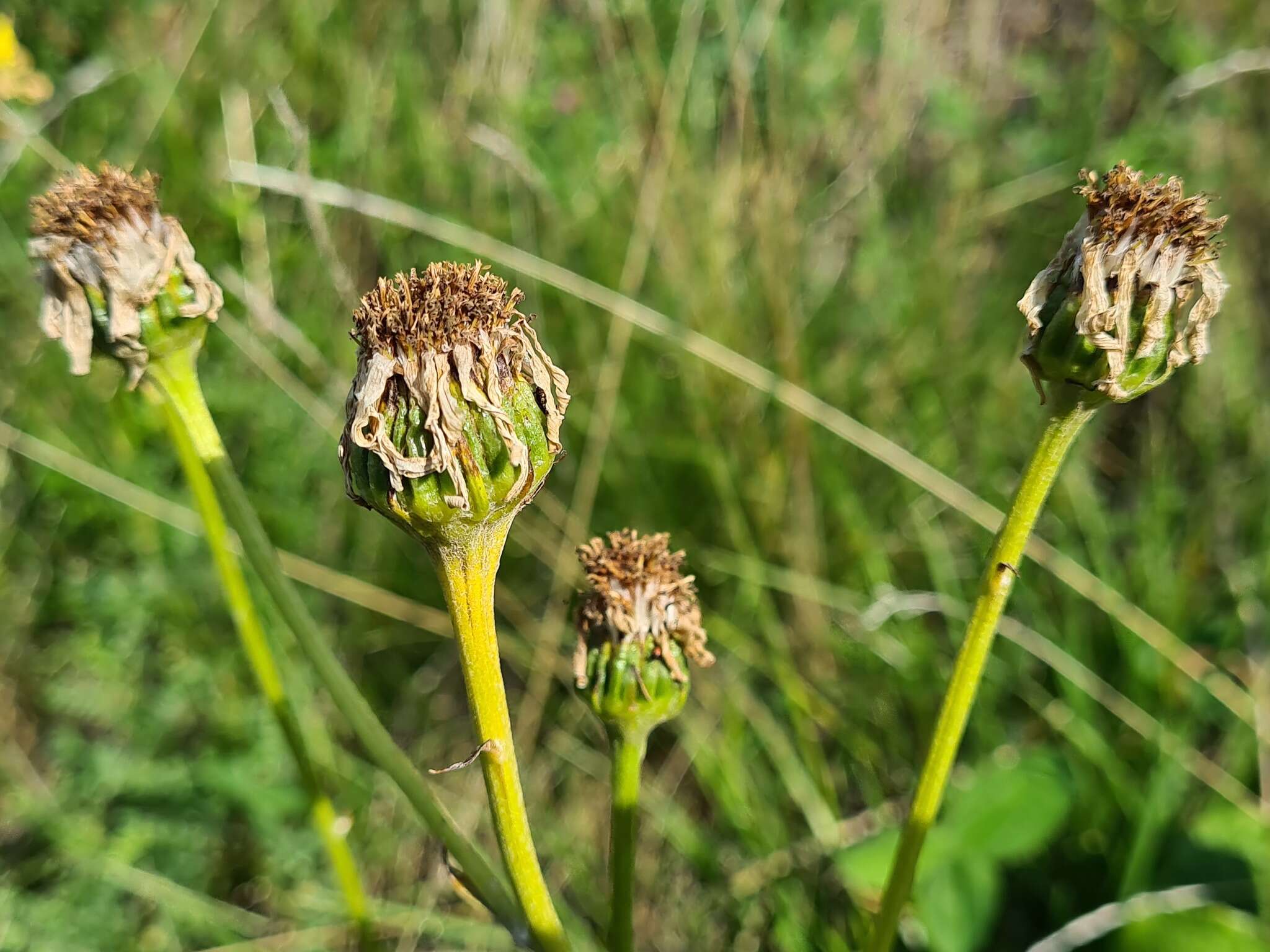 Plancia ëd Dolichorrhiza caucasica (M. Bieb.) Galushko