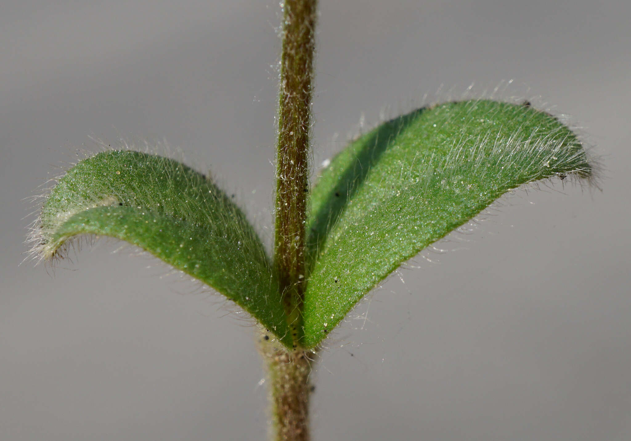 Plancia ëd Cerastium tenoreanum Ser.