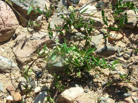 Image of Metastelma californicum Benth.