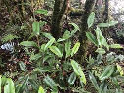 Image of Ilex lonicerifolia Hayata