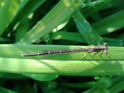 Image of Platycnemis phyllopoda Djakonov 1926