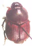 Слика од Onthophagus gazellinus Bates 1887