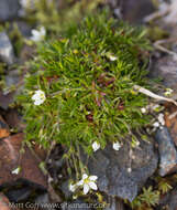 Plancia ëd Sabulina rubella (Wahlenb.) Dillenb. & Kadereit