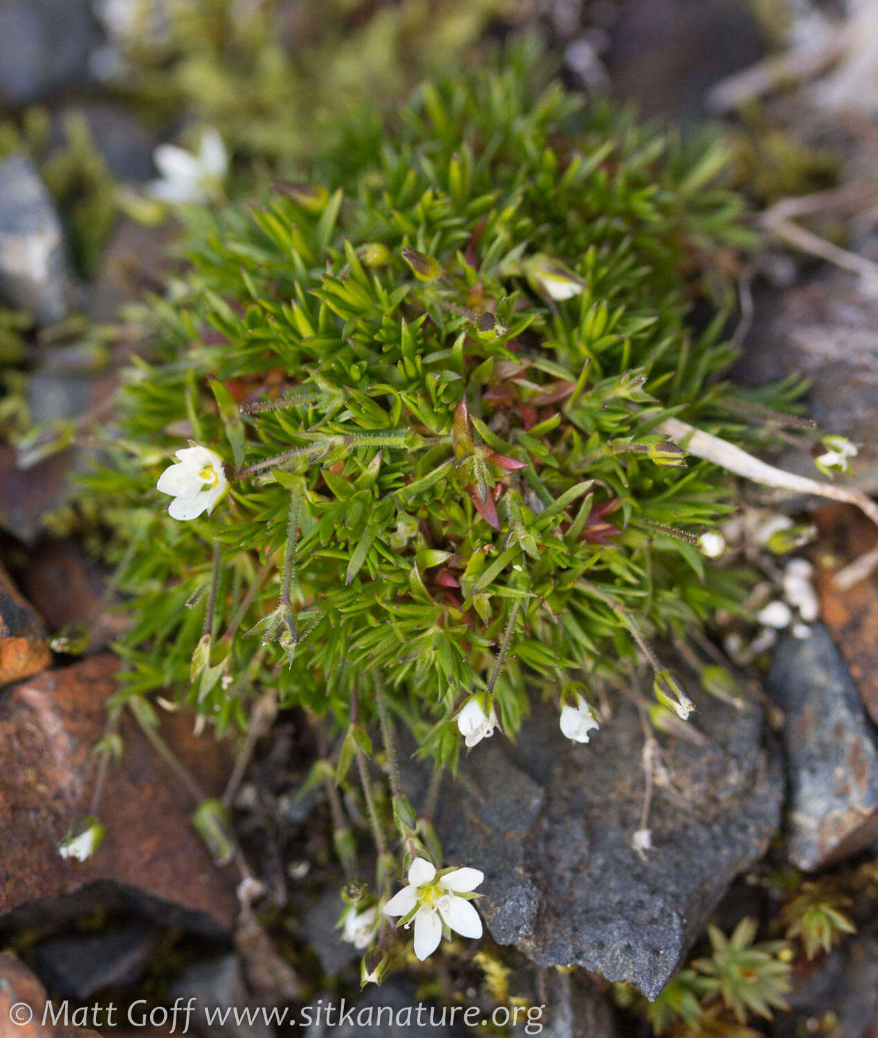 Image de Sabulina rubella (Wahlenb.) Dillenb. & Kadereit