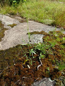 Image de Polygonum douglasii Greene