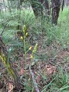 Imagem de Bulbine glauca (Raf.) E. M. Watson