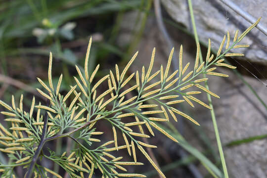 Image of Onychium siliculosum (Desv.) C. Chr.