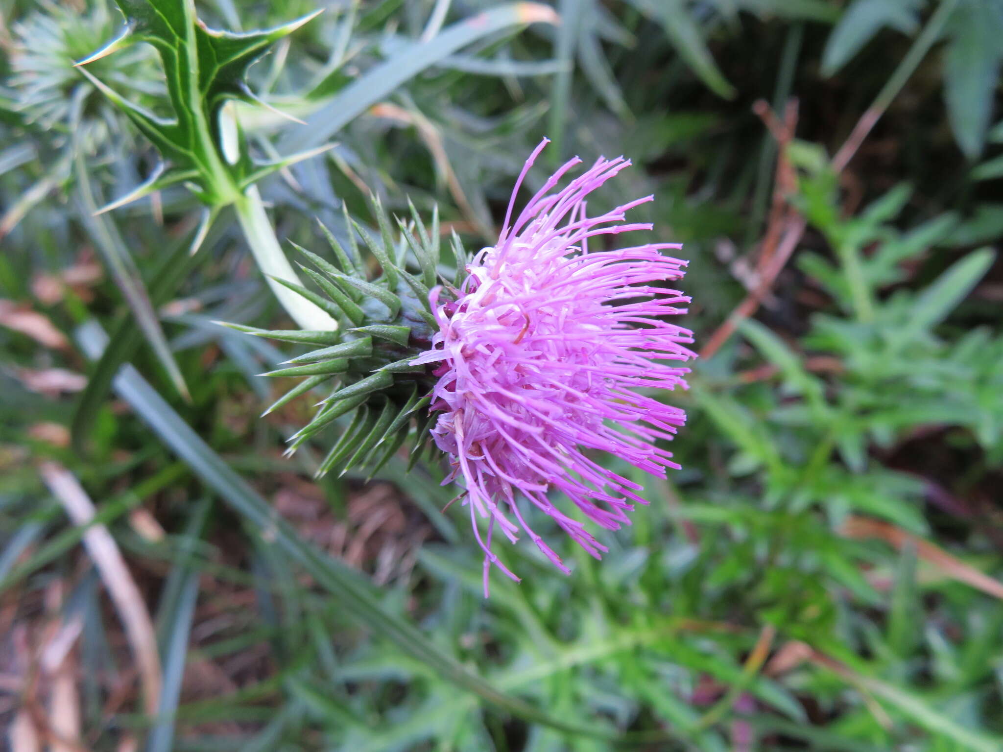 Image of Cirsium nipponicum var. incomptum (Maxim.) Y. Kadota