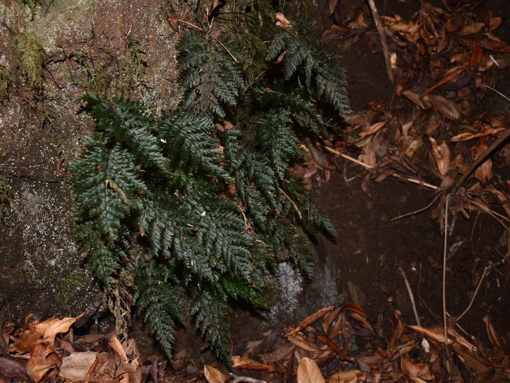 Image of Killarney fern