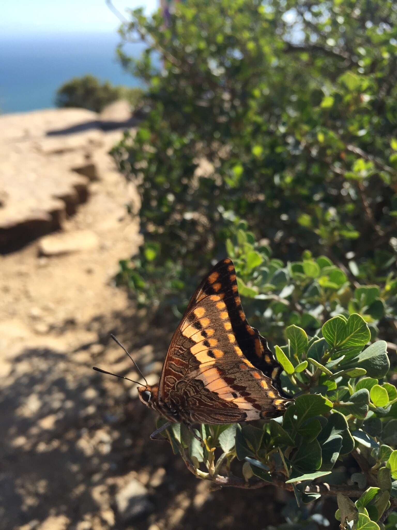 Imagem de Charaxes pelias