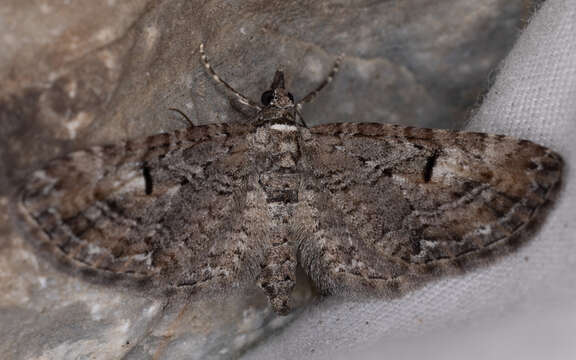 Image de Eupithecia graefii Hulst 1896