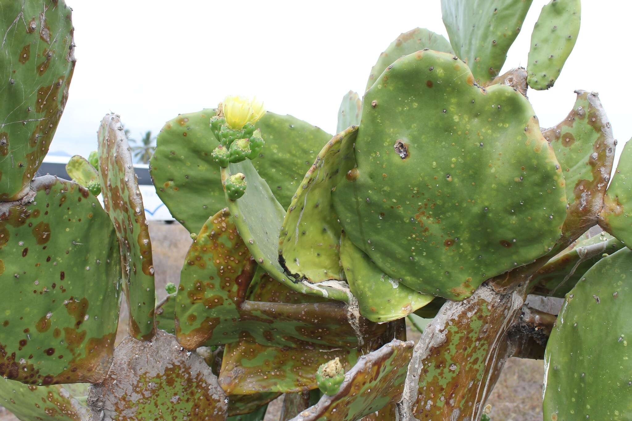 Sivun Opuntia excelsa Sánchez-Mej. kuva