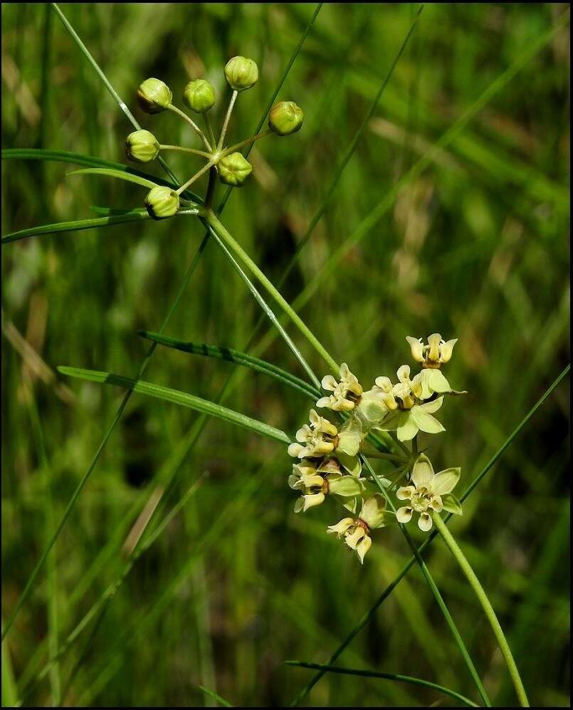 Image of green milkweed